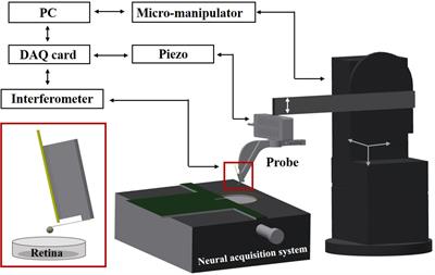 Investigating the Effects of Mechanical Stimulation on Retinal Ganglion Cell Spontaneous Spiking Activity